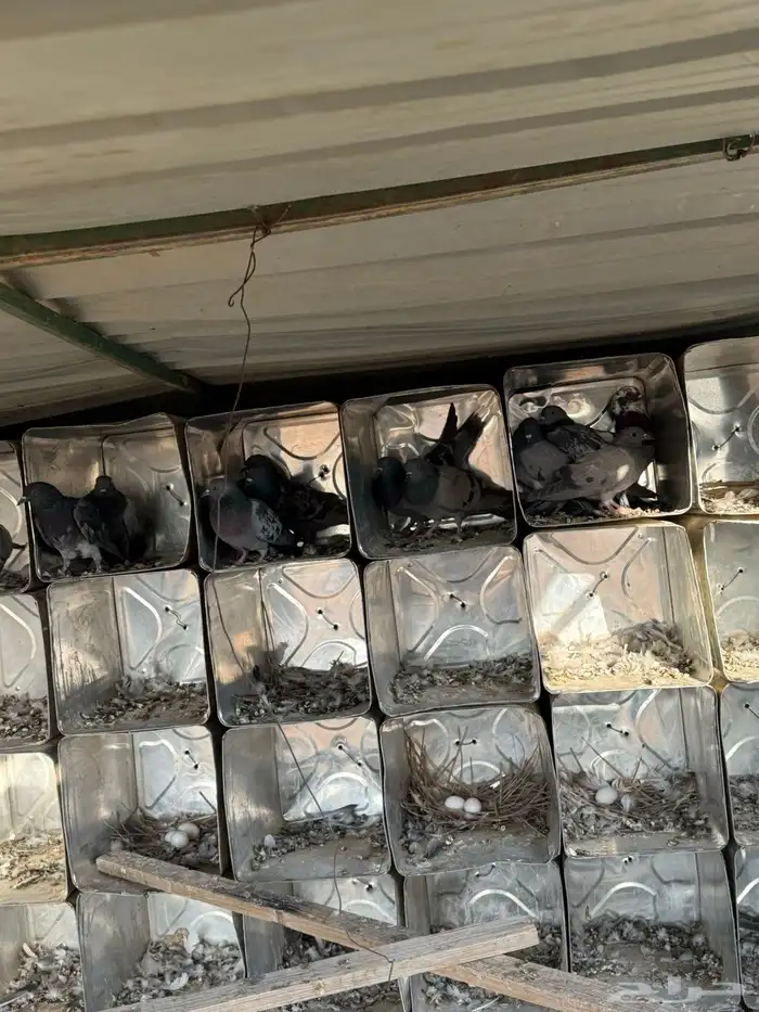 حمام دحل سوادي 0