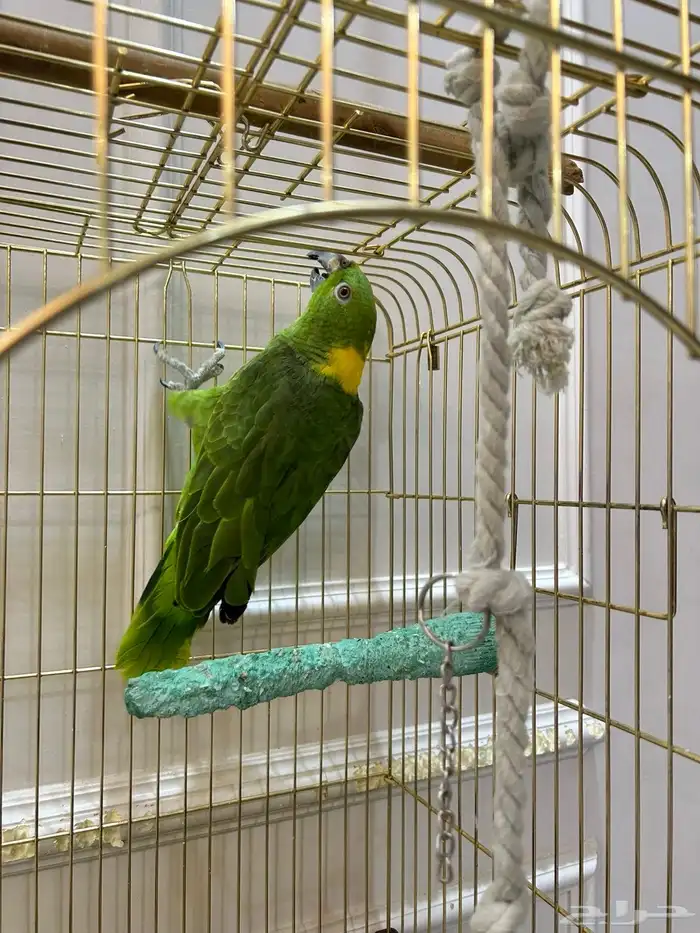 امزواني يلو ناب 4