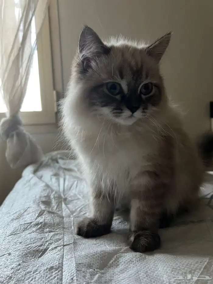 قط شيرازي ابيض 1