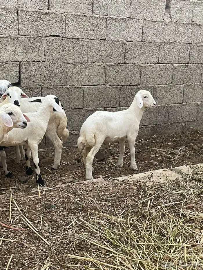 طليان ورخال 0