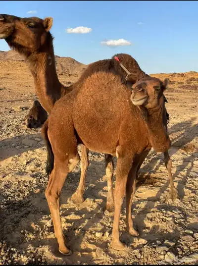 جمل احمر للبيع index