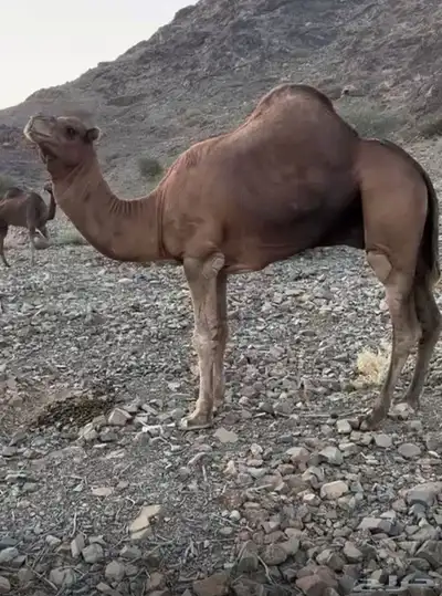 جمل احمر للبيع index