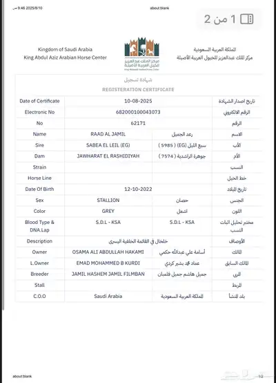 حصان ركوب index