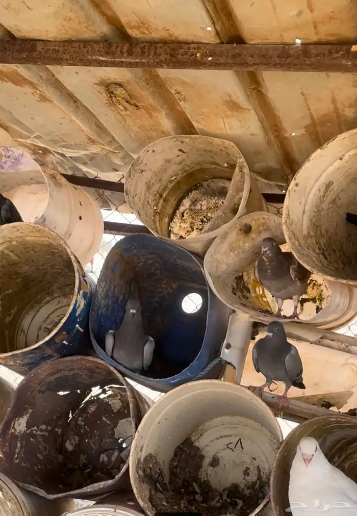 للبيع افراخ حمام زاجل العدد6حبات 0