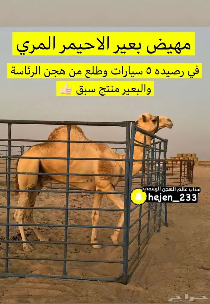 خلفه هجن طيبه وهديه وتحتها بكره فحل منتج 2