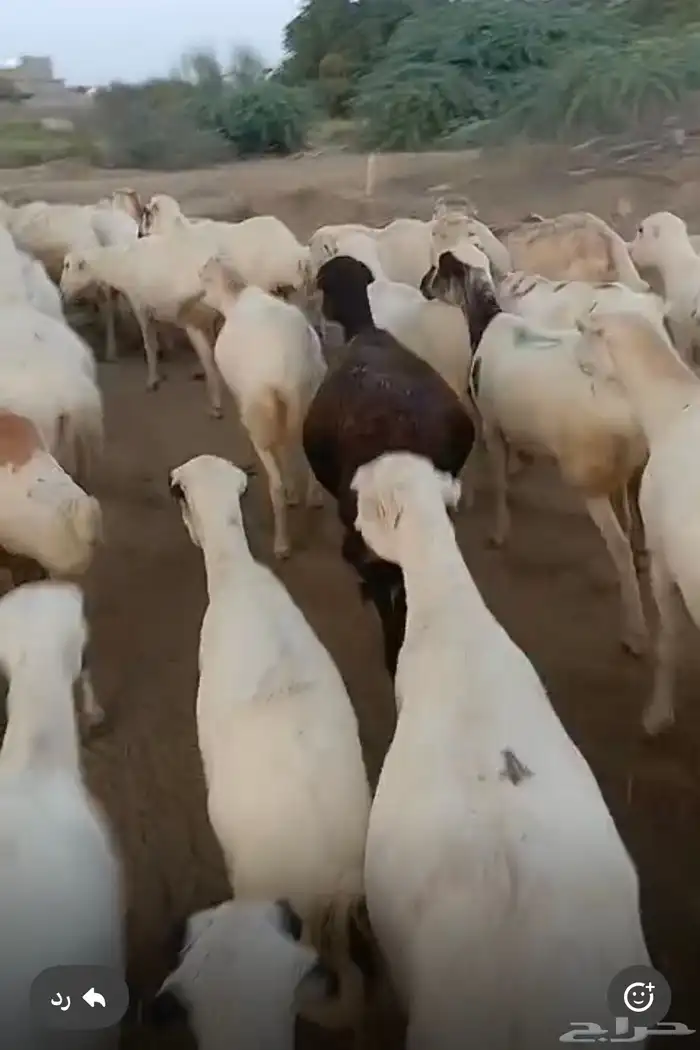 ضان رفيدي قرايب دفيع على الشرط فحص سونار ومشروطه من كل عيب 0