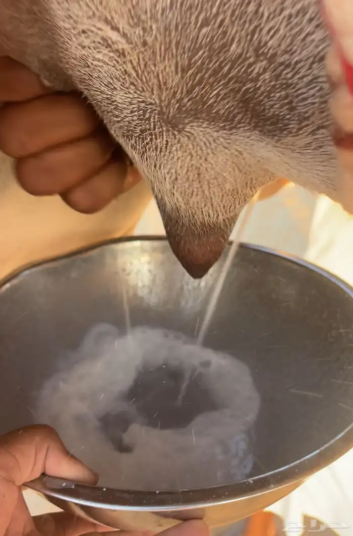 خلفه هجن طيبه وهديه وتحتها بكره فحل منتج 6