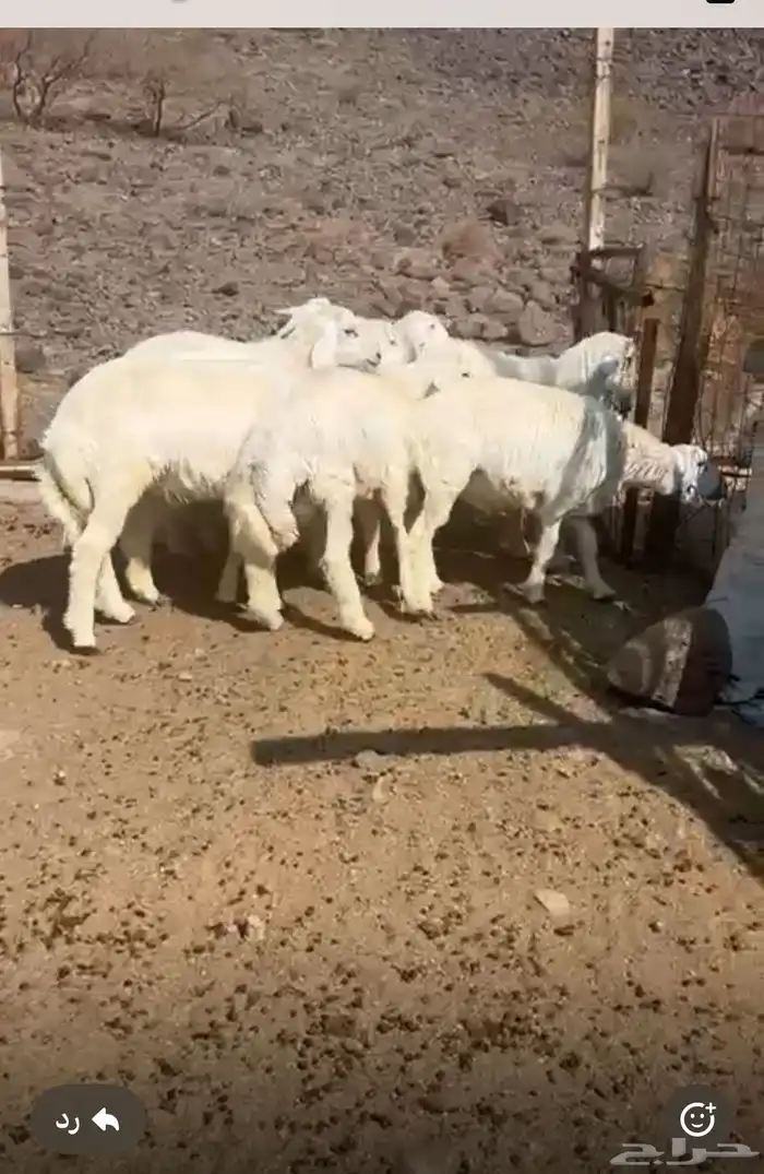 طليان للبيع 0