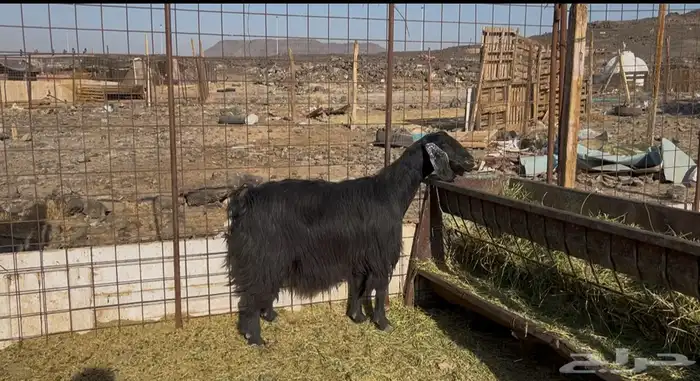 عنز ظهرها مقفل وعن ذبيحتين 0