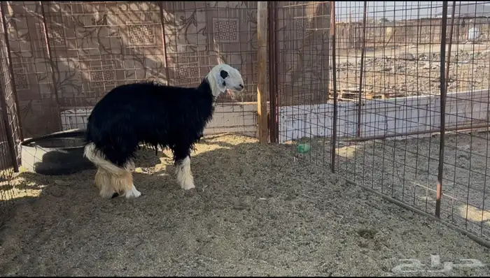 رخل نجديه فل شحم حايل 0