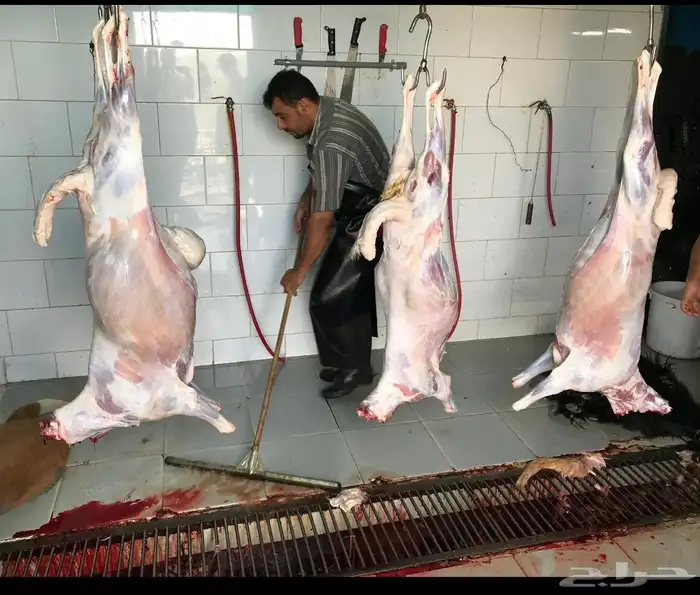 طليان ذبائح للثلاجة والمناسبات سواكن حريات رفيديات 18