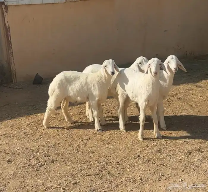 شاه حريه جذعه وبهم حري ونعيم 2