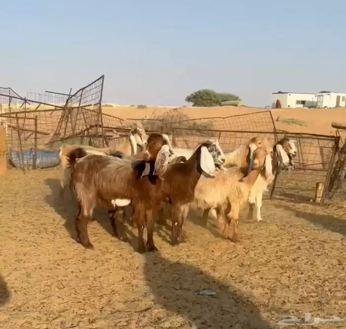 ماعز مصريات خصم 0