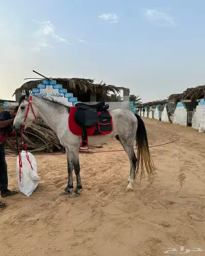 خيل للبيع index