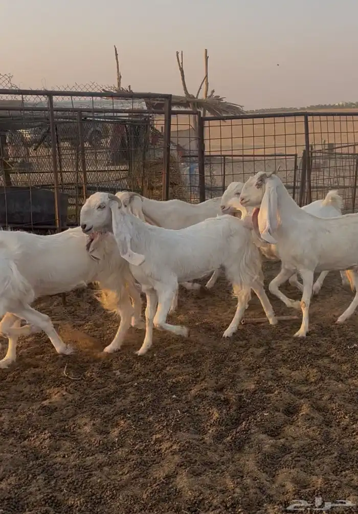 معزاء مطورات صنف وطيبات 0