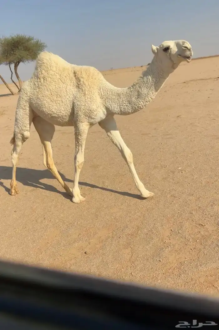 للبيع بكره كفو بنت ولد مشاكل ابو عجاريد 0