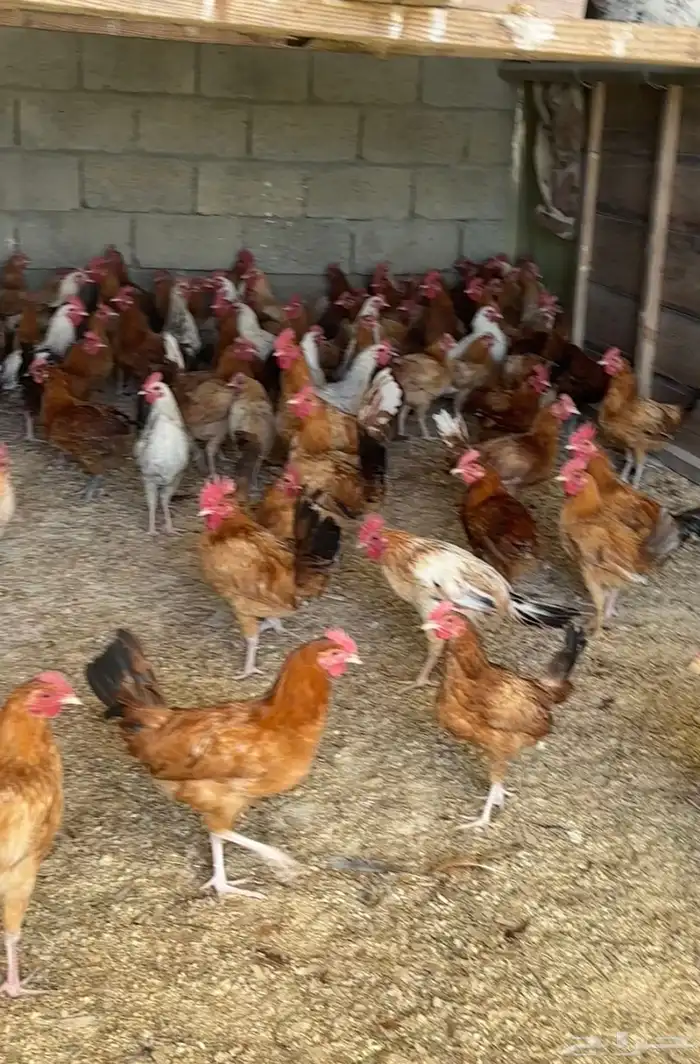 دجاج بلدي عمر 6 شهور ديوك صافي 1