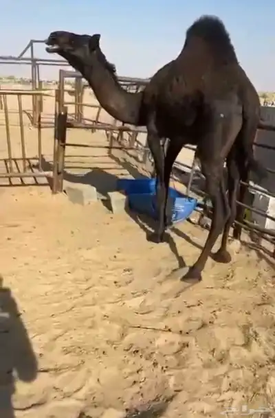 بكره مجهم للبيع كفو فل مغلقه ترضع التواصل اتصال 0