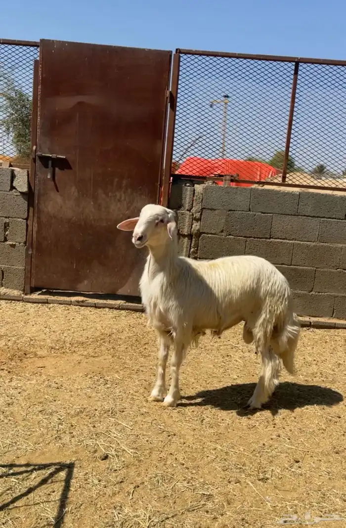 تم البيع   تم البيع 1