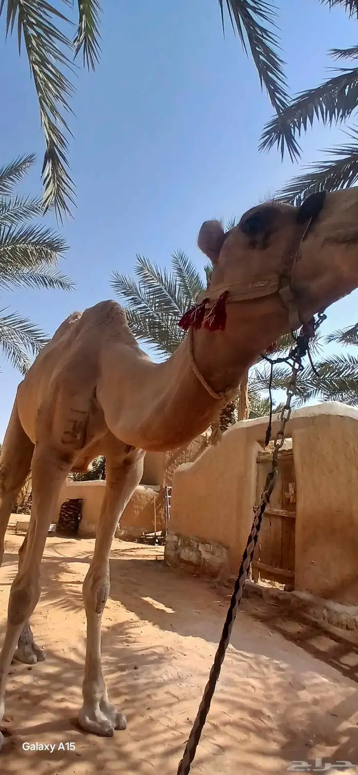 آجار جمال رحول ركبي لي التصوير وا الفعاليات وا المناسبه 6