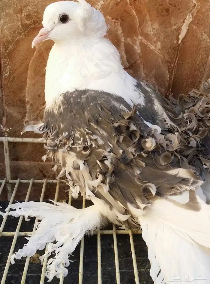 مفتل مكتف 10