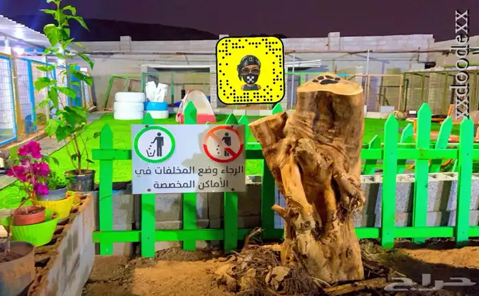 فندقة كلاب شمال جده 2