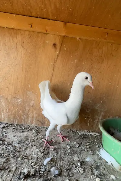 حمام خوارج تفريد index