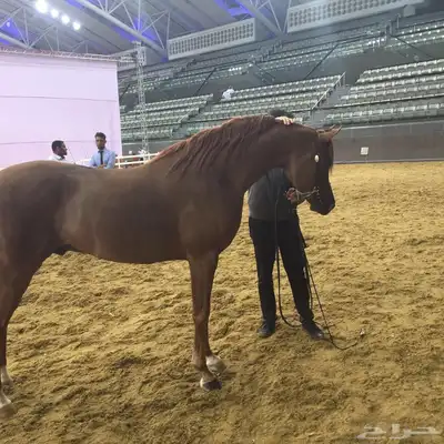 فحل متاح التشبيه الخيل الواهو index