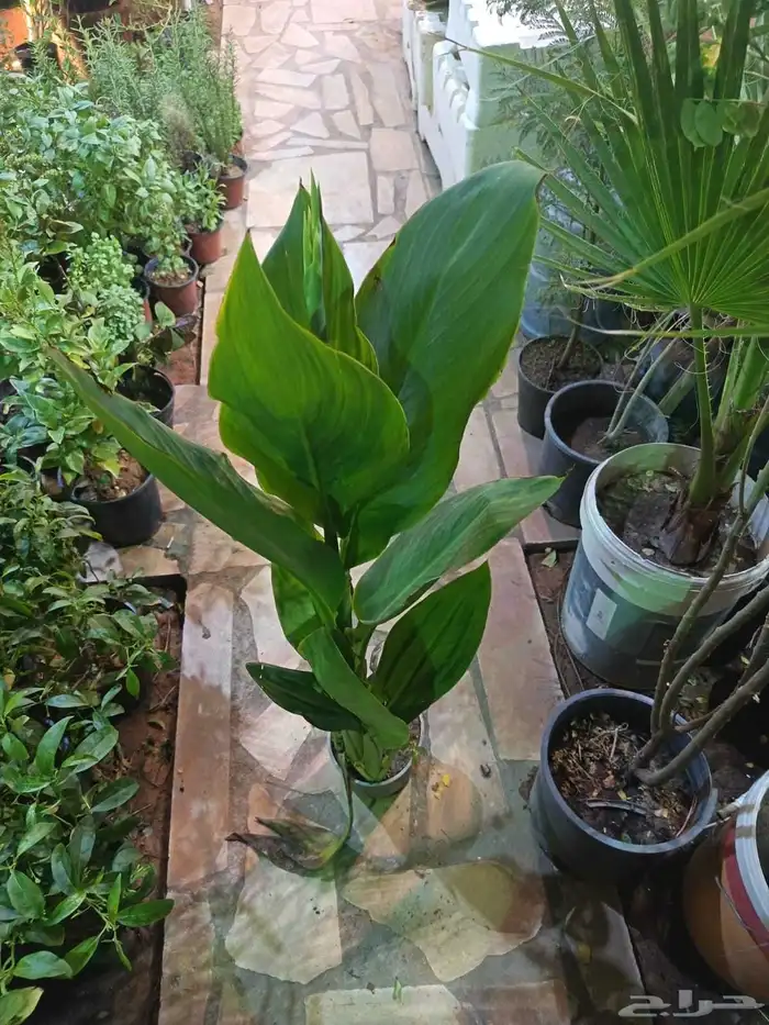 منسق حدائق وتركيب جميع شبكات الري العادي والاتمتك 7