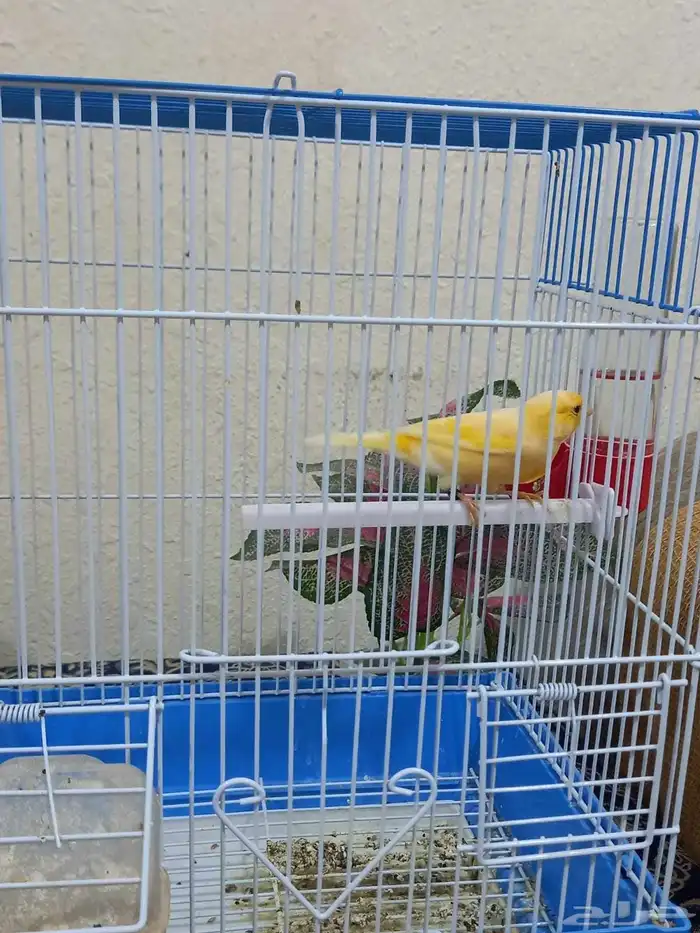 ذكور كناري سوري 0