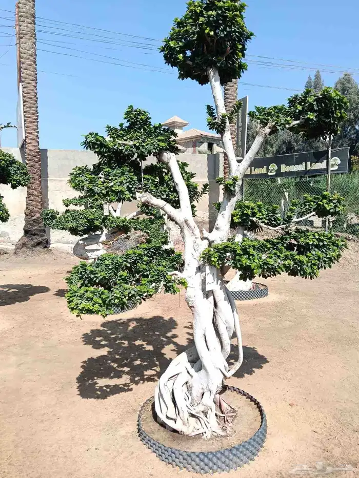 اشجار كبيره ونبتات 2