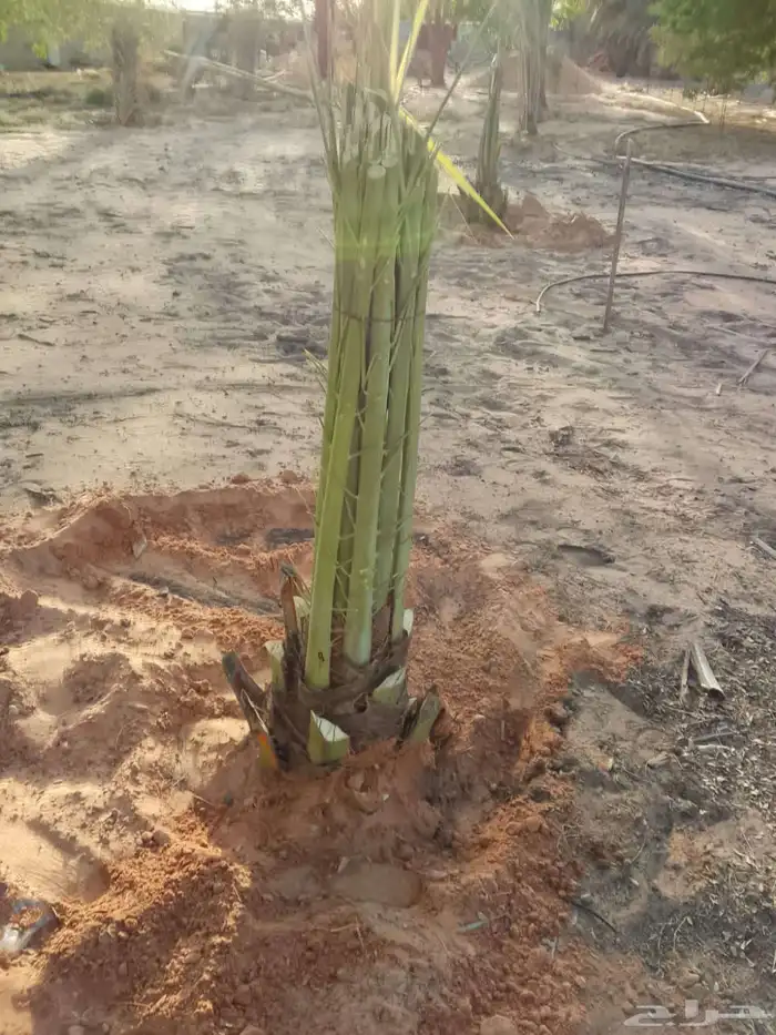 يوجد لدينا نخيل وشنطني وعربي بجميع المقسات والانواع 7