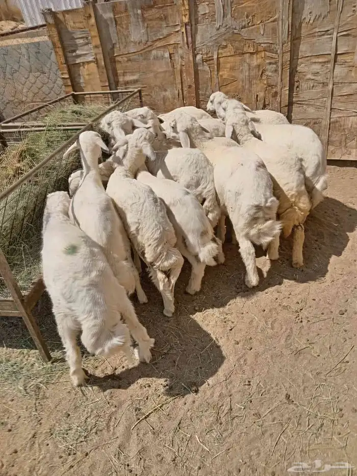 16من البهم مرابي نظيف ومشروط وشعره فيه رخلين فقط 4