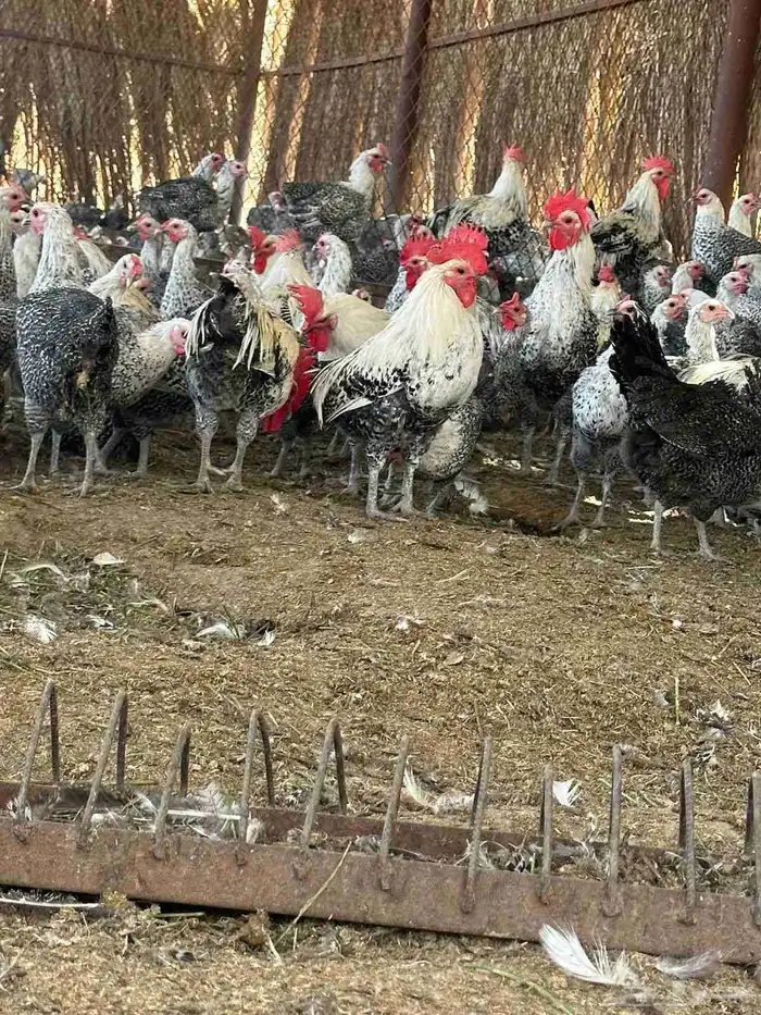 دجاج فيومي صافي 5