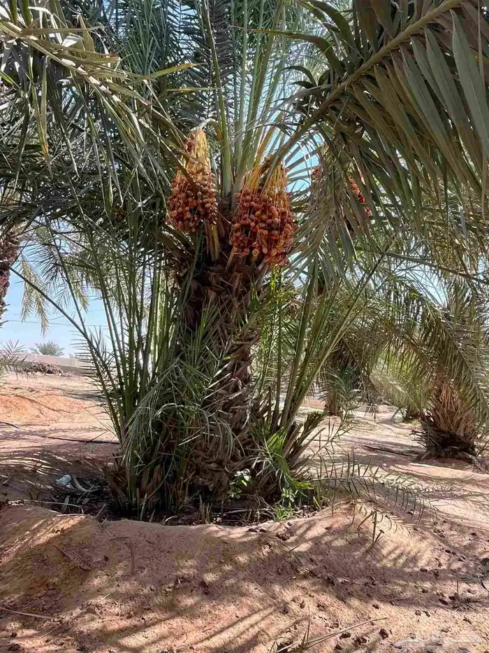 نخل القصيم نخل للبيع سكري صقعي مجدول ونانه 6