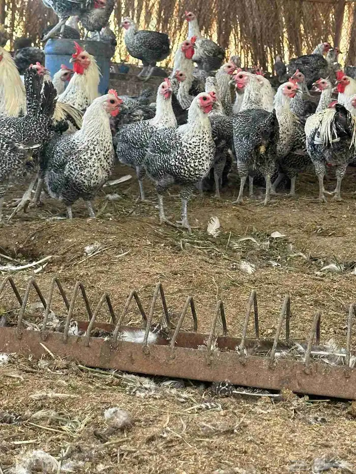 دجاج فيومي صافي 6