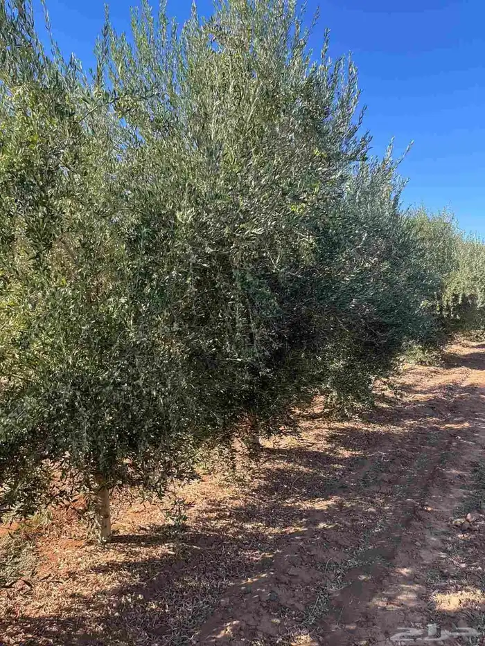 البيع شجار زيتون 5