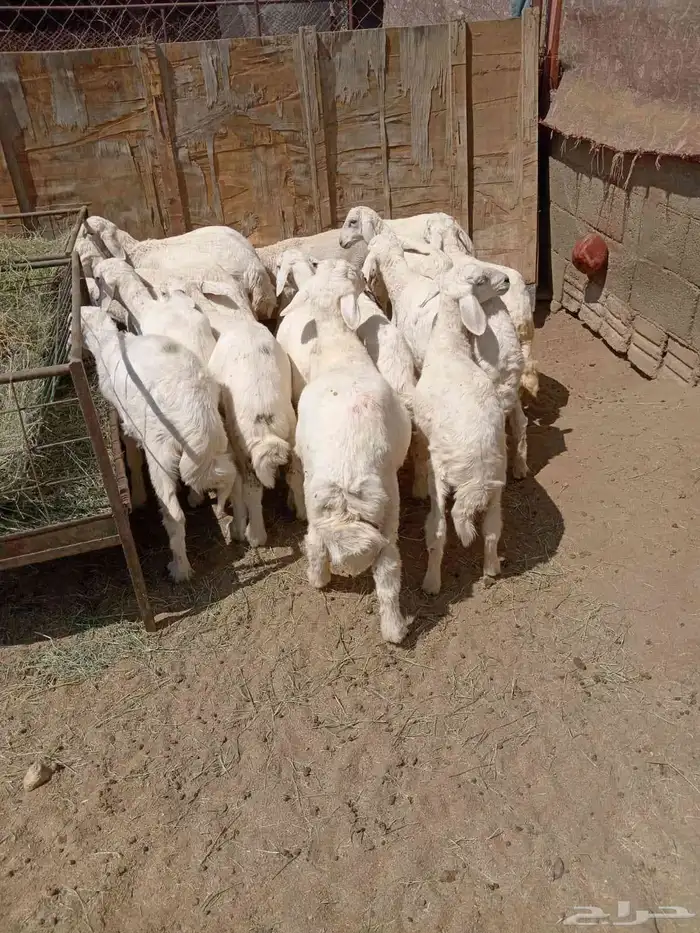 16من البهم مرابي نظيف ومشروط وشعره فيه رخلين فقط 3