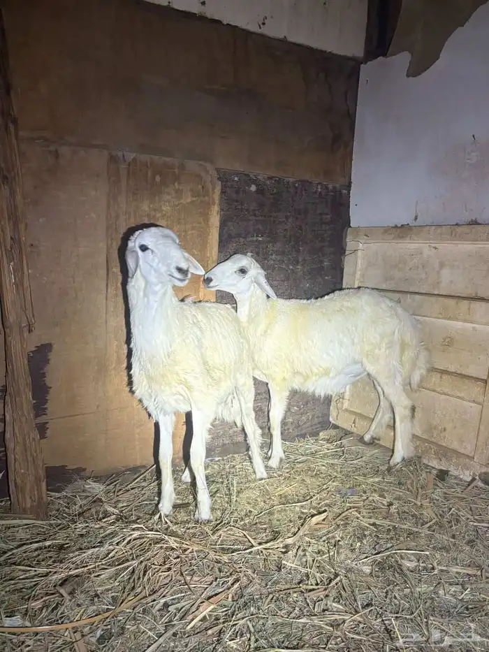 ذبيحه حري البيع سمح ان شاء الله 2