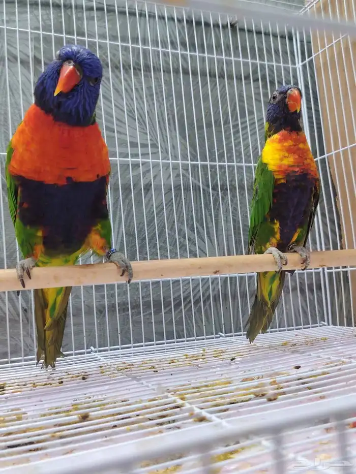 لوري منتج ((تم البيع)) 0