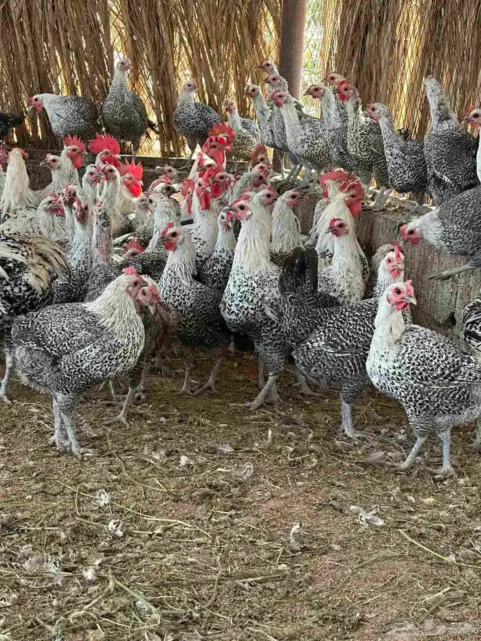 دجاج فيومي صافي 9