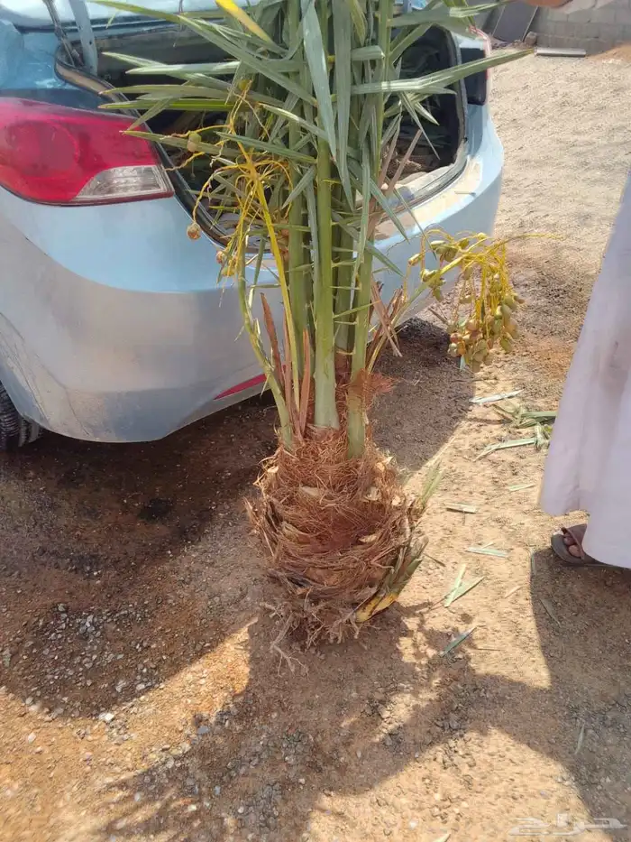 نخل مثمر جميع الانواع 6