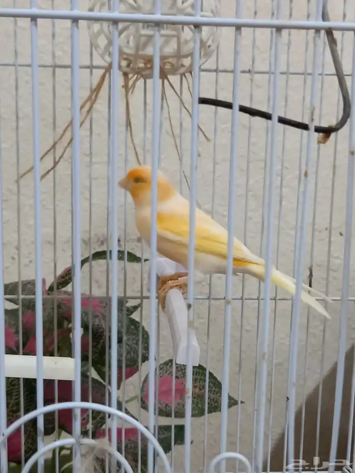 ذكور كناري سوري 4