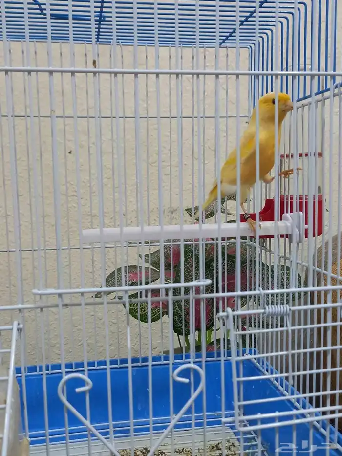 ذكور كناري سوري 3