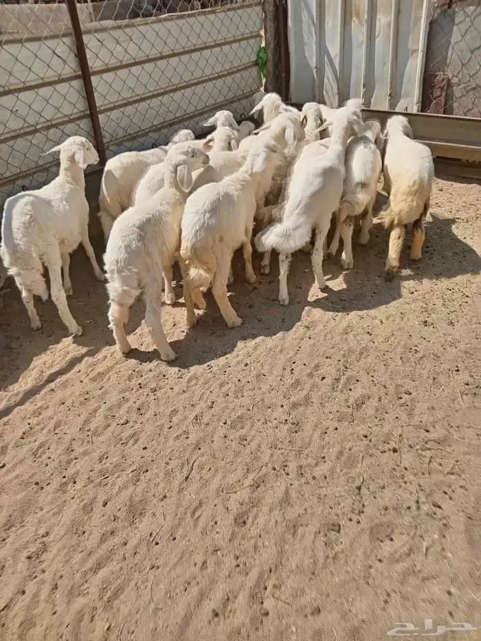 16من البهم مرابي نظيف ومشروط وشعره فيه رخلين فقط 2