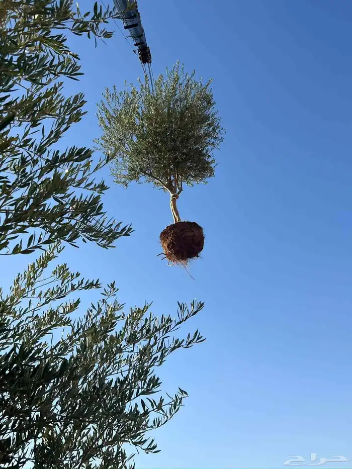 البيع شجار زيتون 9