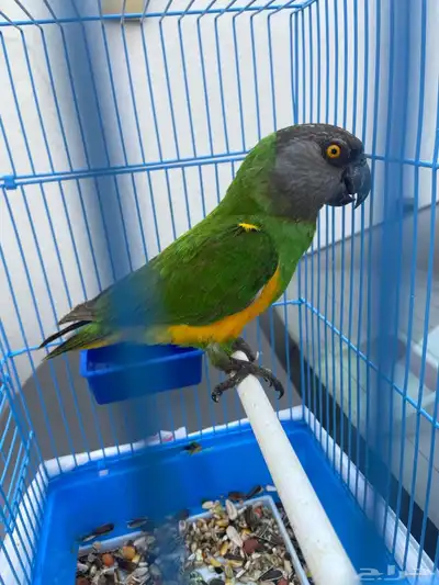 بغبغاء سنغالي index