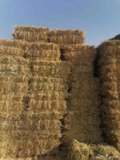 دره جيزانيه جديده وبرسيم مخلوط رودس index