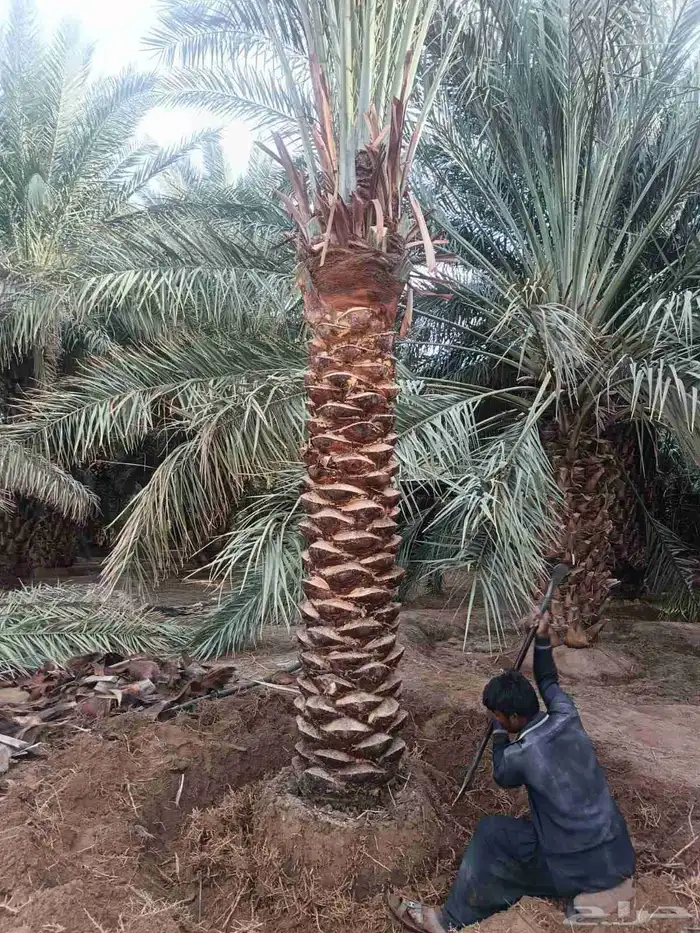 نخل للبيع مثمر احجام ومقاسات متوفر واسعار معقوله 3