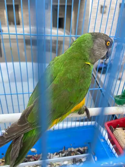 بغبغاء سنغالي index